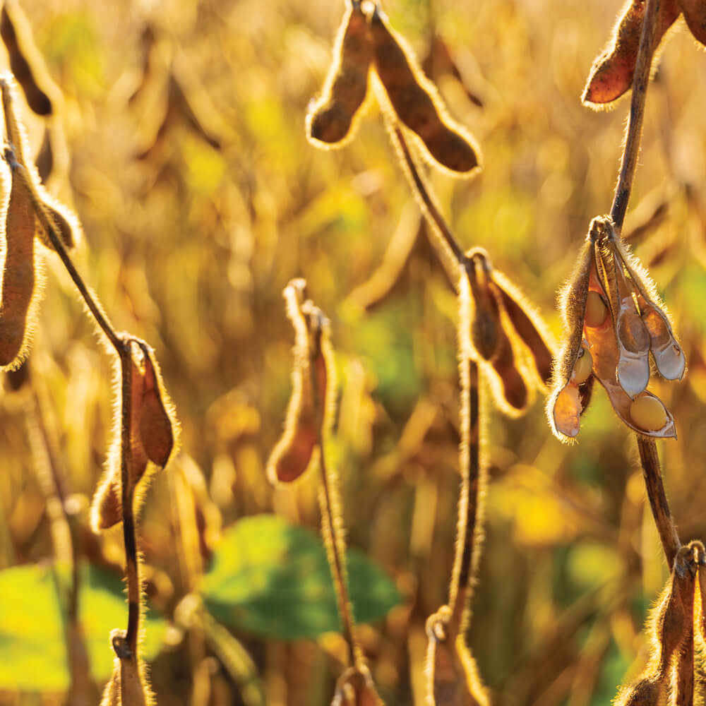 Top Feed Stuff Supplier India