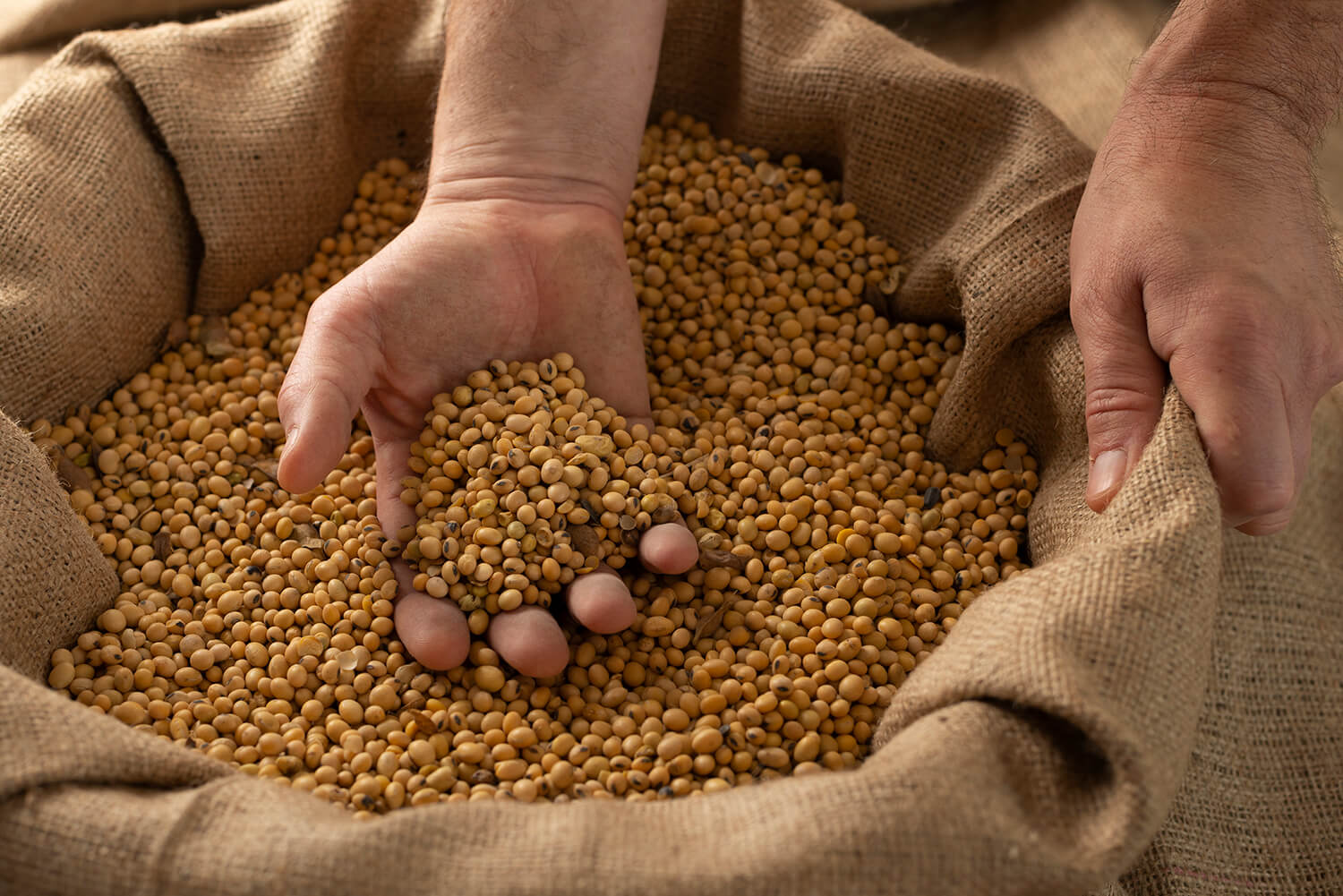 Protein-Rich Soya Product Manufacturer