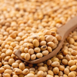 Best Soybean Meal Manufacturers in India
