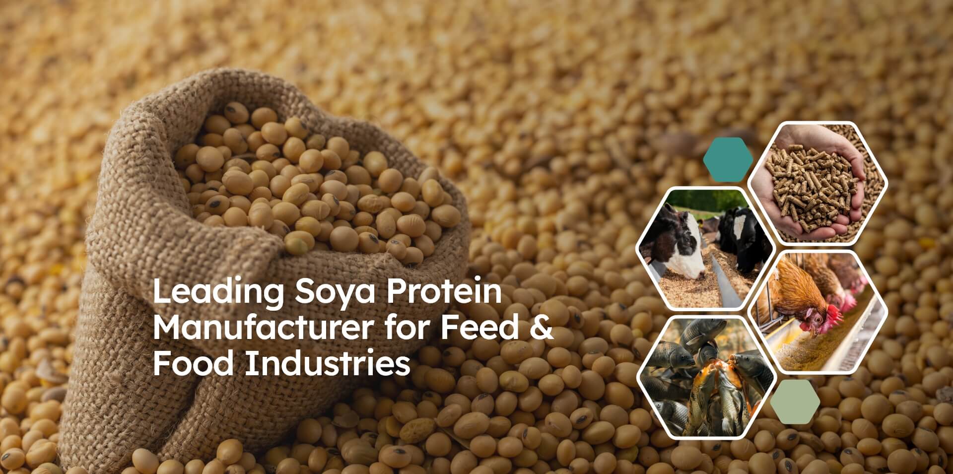 Leading Soya Protein Manufacturer for Food Industries