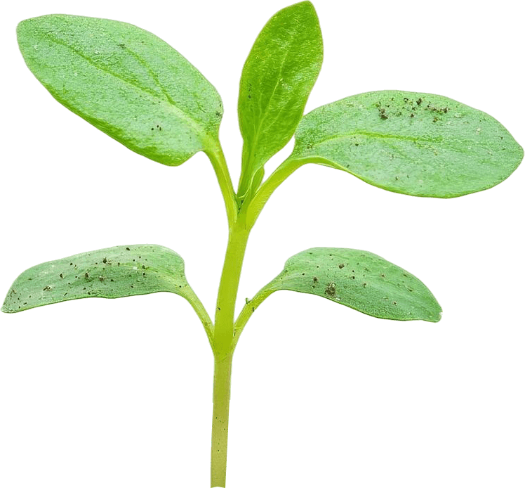 Top Lecithin Manufacturers in India