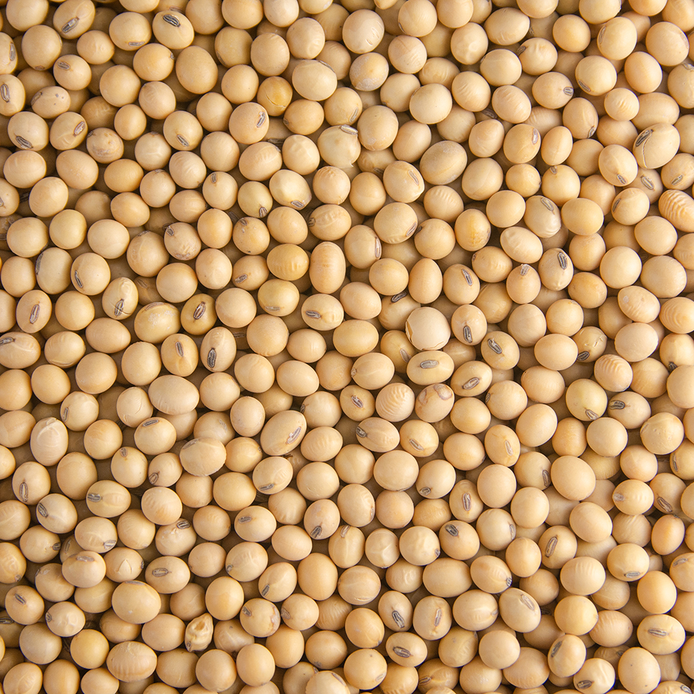 Best Quality Soybean Meal
