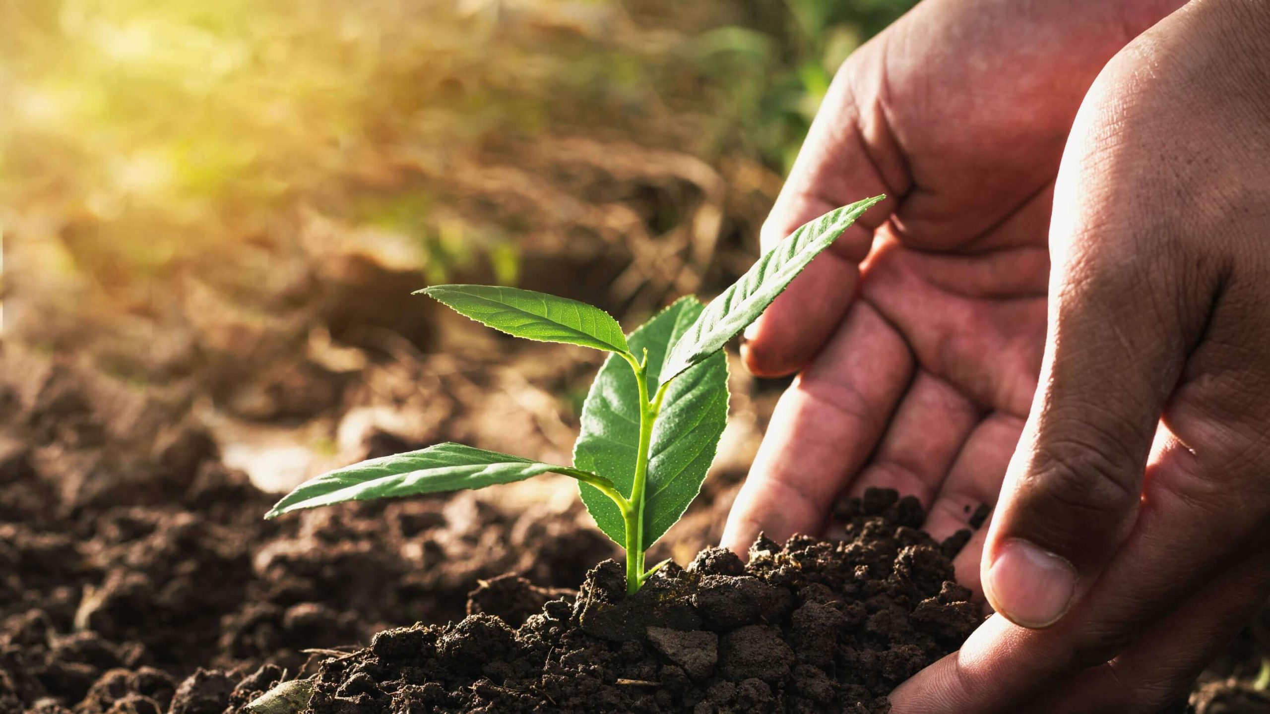 Sustainability Scaled